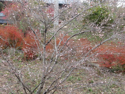 大尽屋敷跡の桜