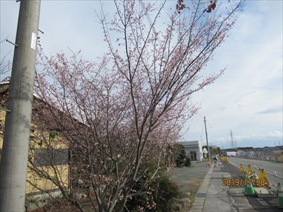 寒桜開花