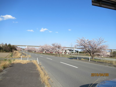広野町折木　川沿いの桜