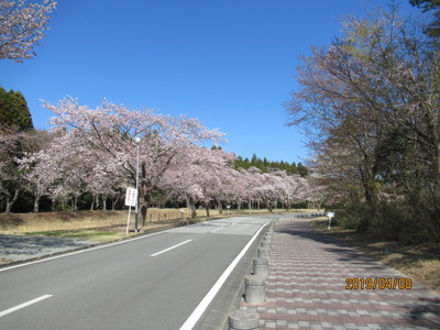 天神岬の桜