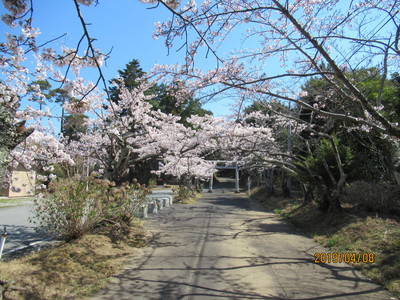 北田天満宮　鳥居の桜