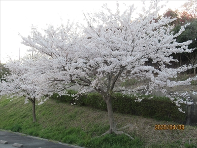 道の駅の桜