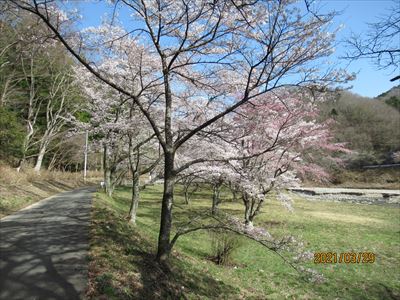 >坂下ダムの桜（1）