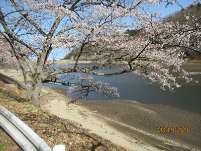 >坂下ダムの桜（2）