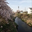 川沿の桜