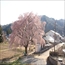 3区滝桜