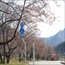 小野富岡線上　桜
